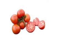 Аксиома F1 - томат индетерминантный, 500 семян, Nunhems (Нунемс) Голландия фото, цена